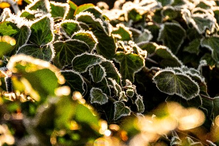Nature winter frozen