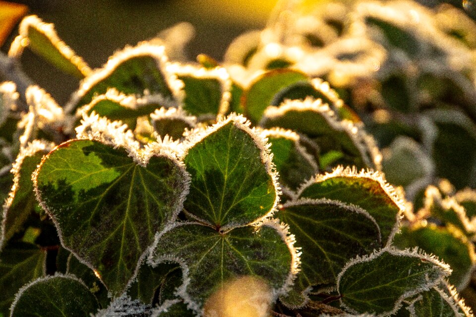 Nature winter frozen