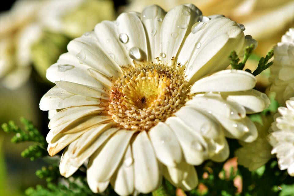 Blossom bloom petals