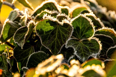Nature winter frozen
