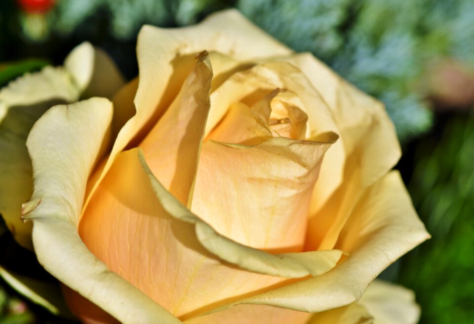 Blossom bloom flower