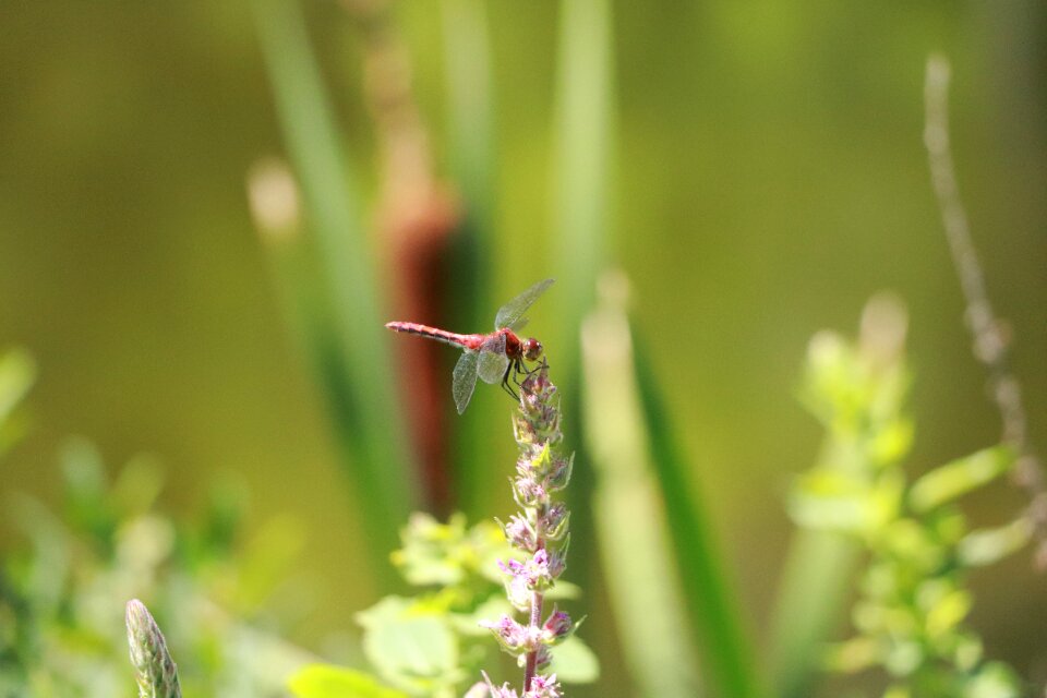 Animals insects wings