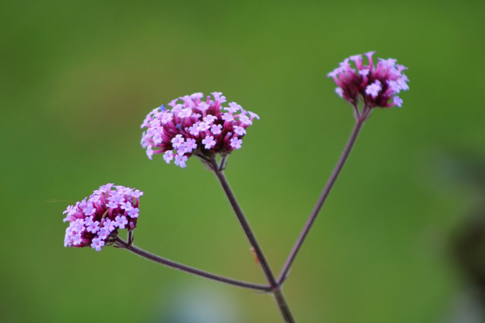 Blossom purple multi pollinated