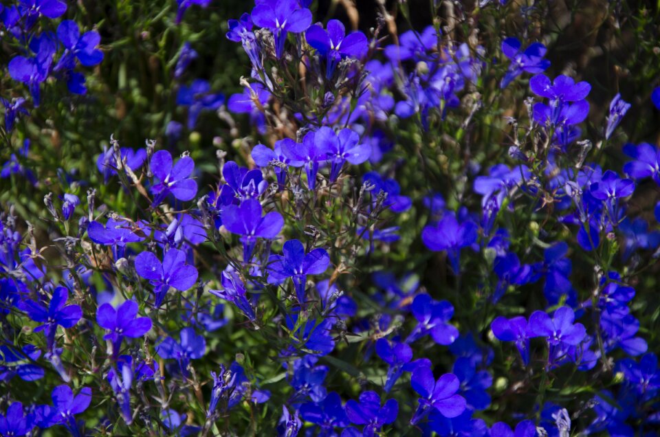 Violet flower garden