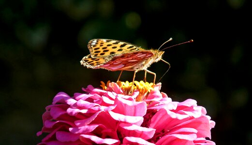 Zinnia nature macro