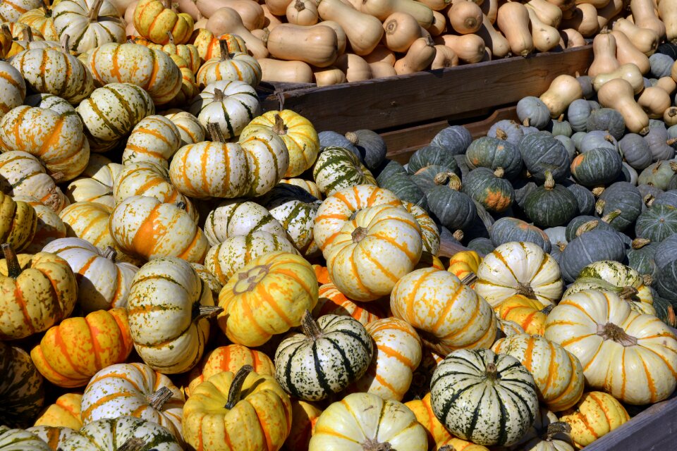 Autumn food harvest