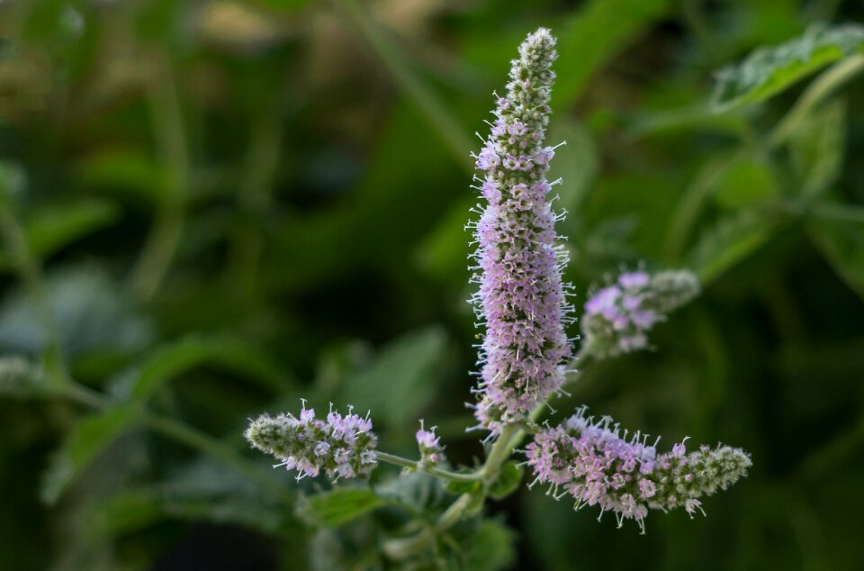 Herbs aroma tea herbs