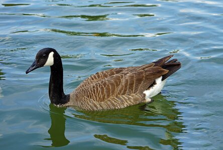 Pool duck wildlife