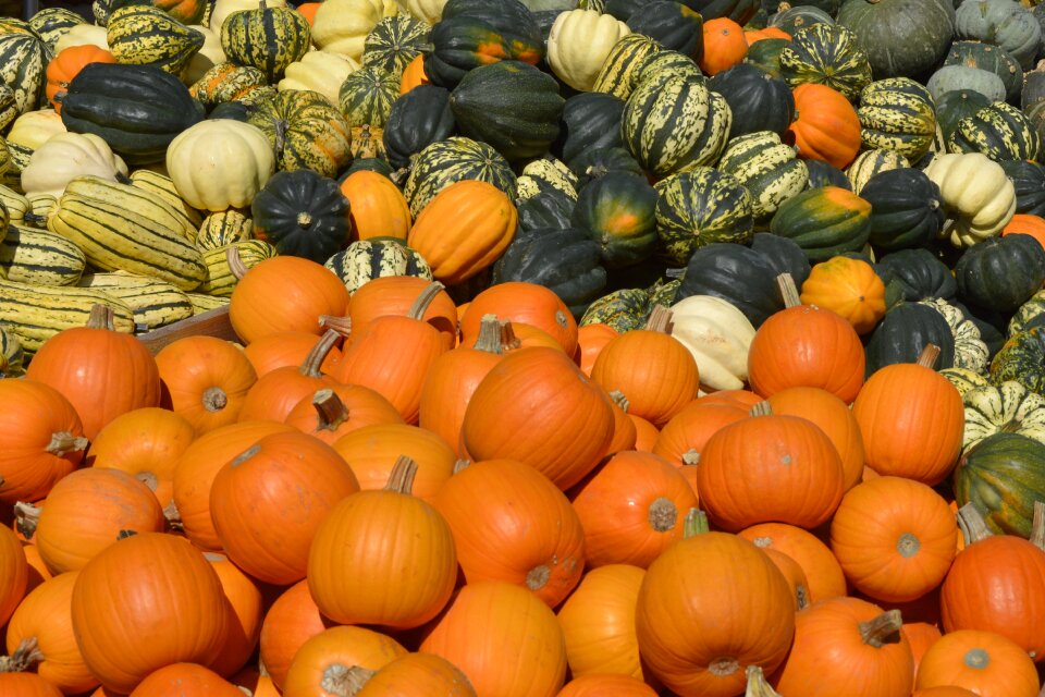 Autumn food harvest
