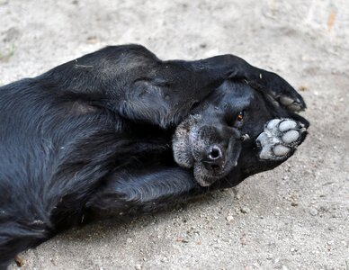 Truffle snout paw