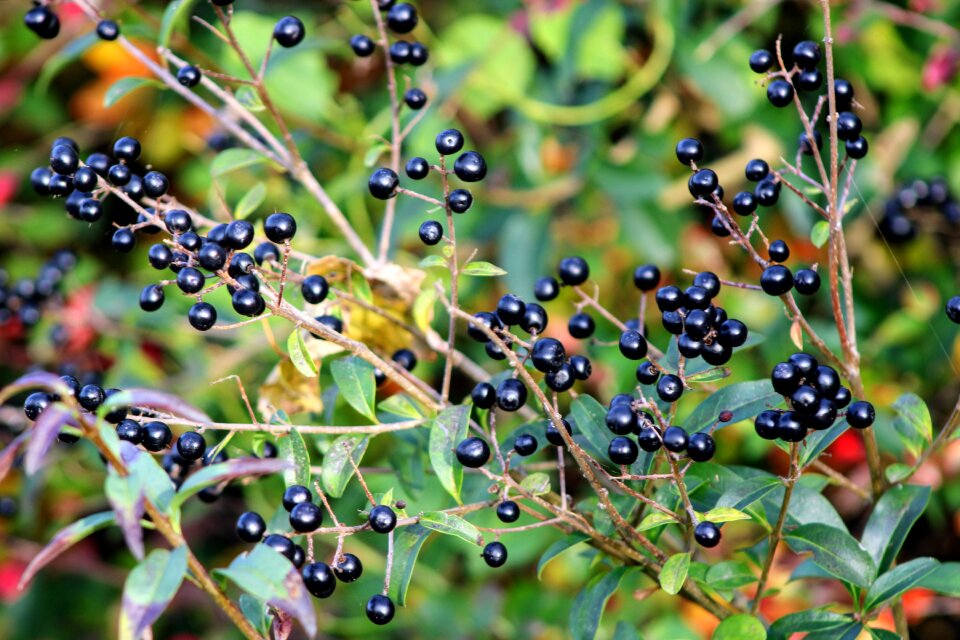 Nature green berries