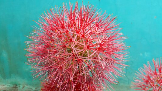 May flower summer blooming football flower