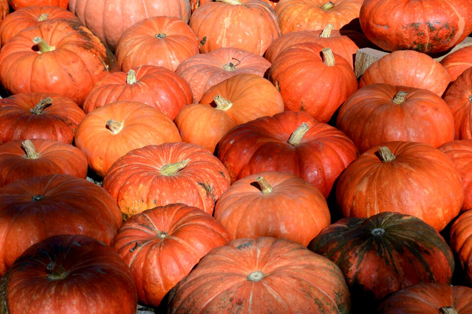 Food orange harvest