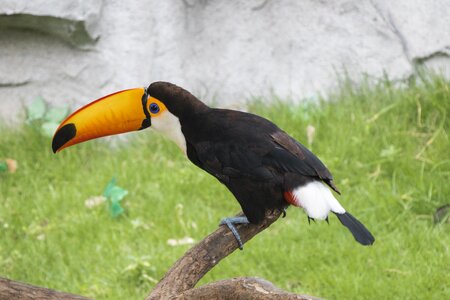 Wildlife shanghai Free photos
