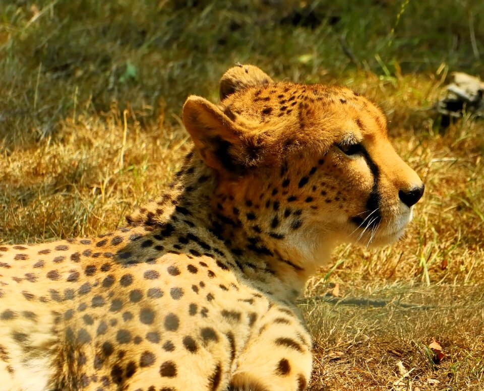 Predator cat carnivores