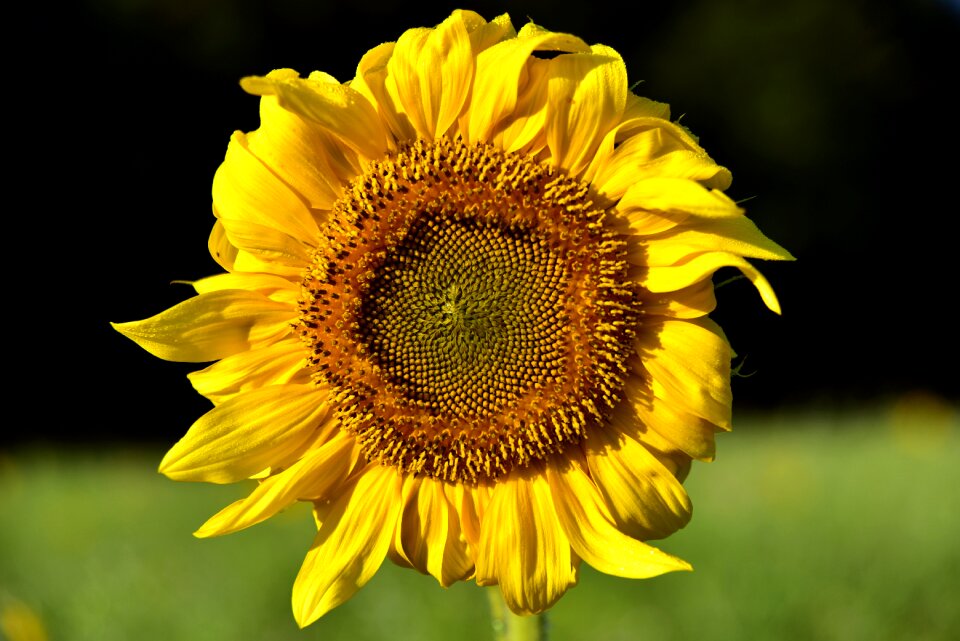 Flower nature summer