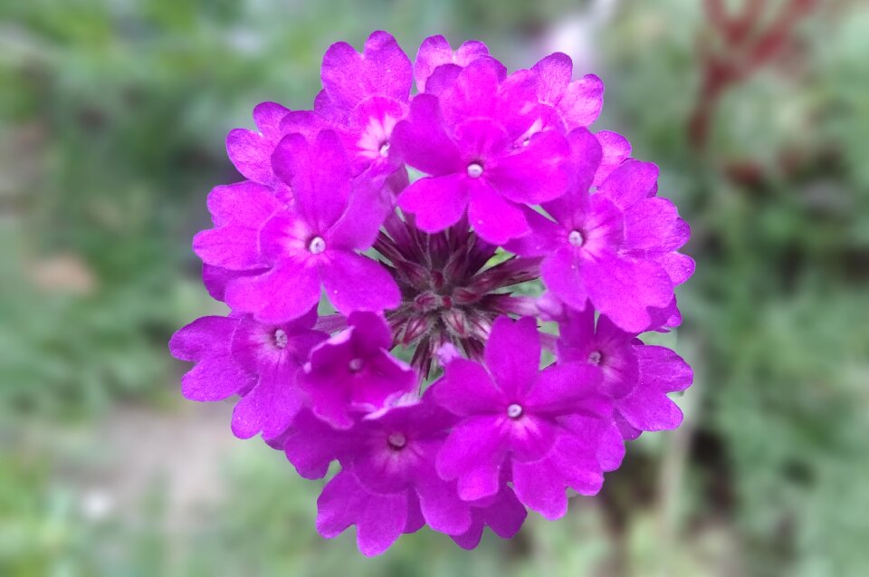 Mature blossom sejong city