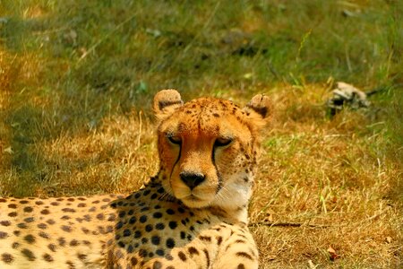 Predator cat carnivores photo