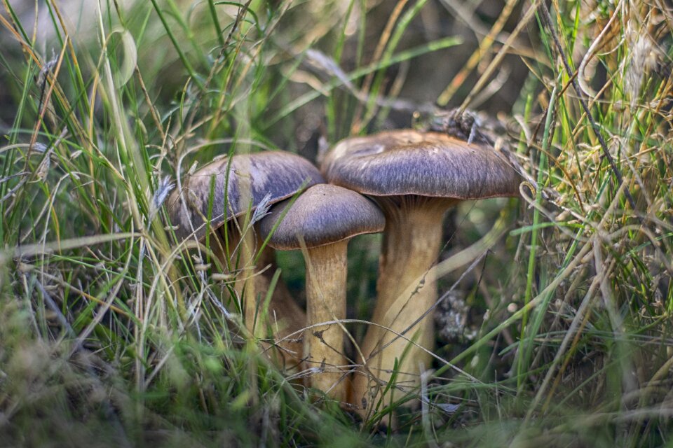 Fungus forest wild