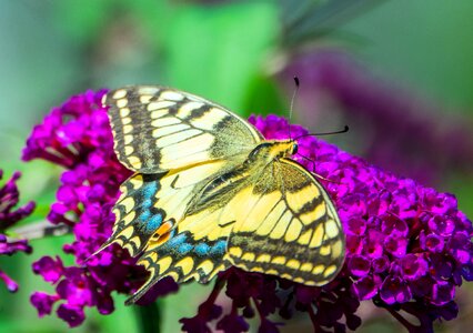 Wing insect summer