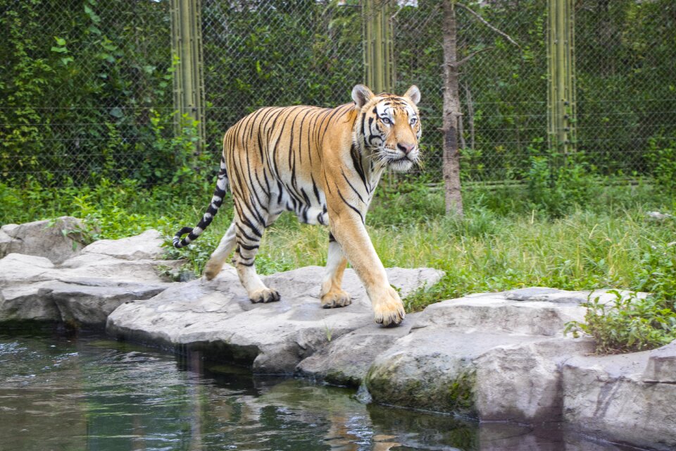 Tiger shanghai Free photos