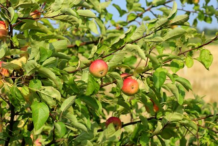 Tree summer fresh