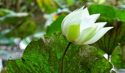 Blooming pure white photo