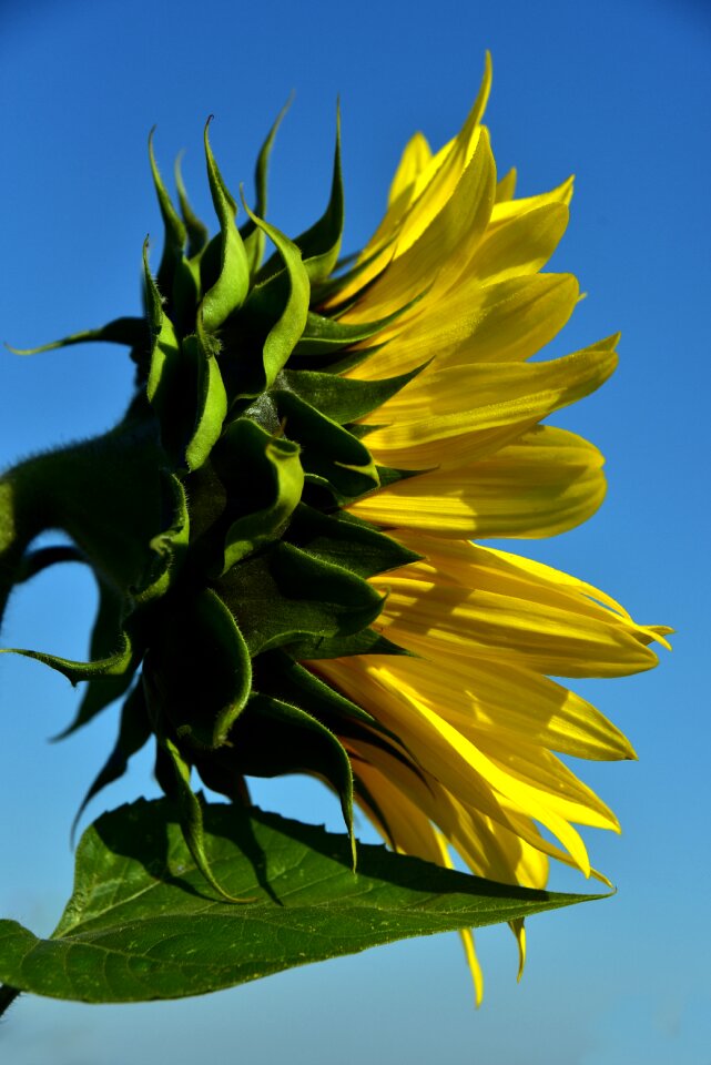 Petals blossom bloom