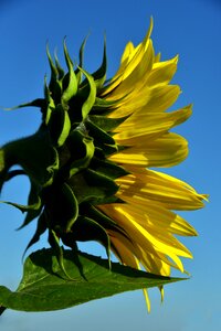 Petals blossom bloom