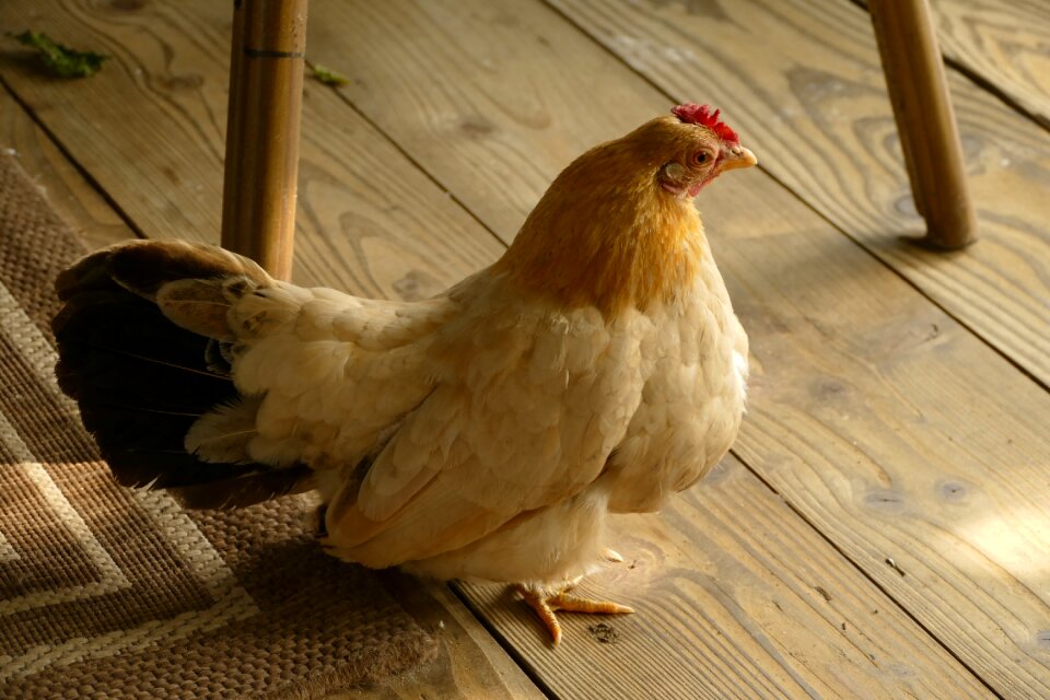 Cattle bird animal