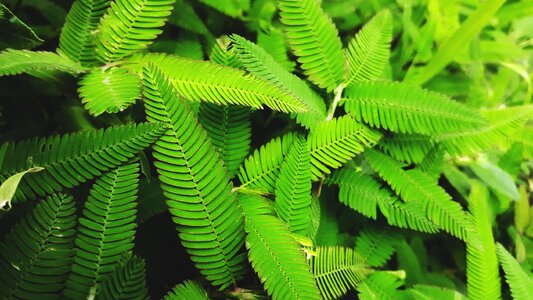 Vegetation flora tropical