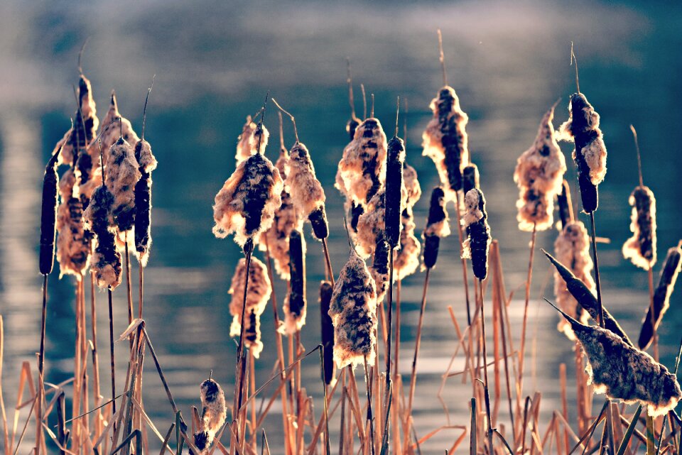 Seed head pond water