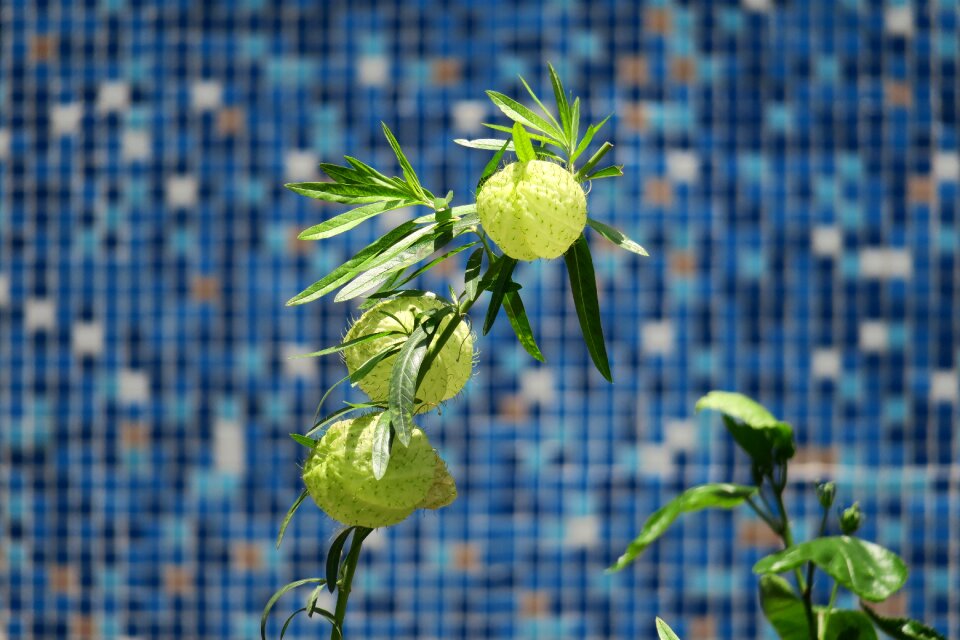 Garden leaf outdoor