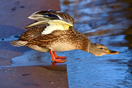 Animal plumage wing