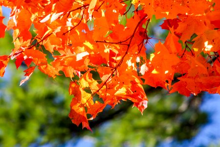 Fall season tree photo