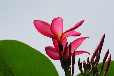 Garden leaf red photo