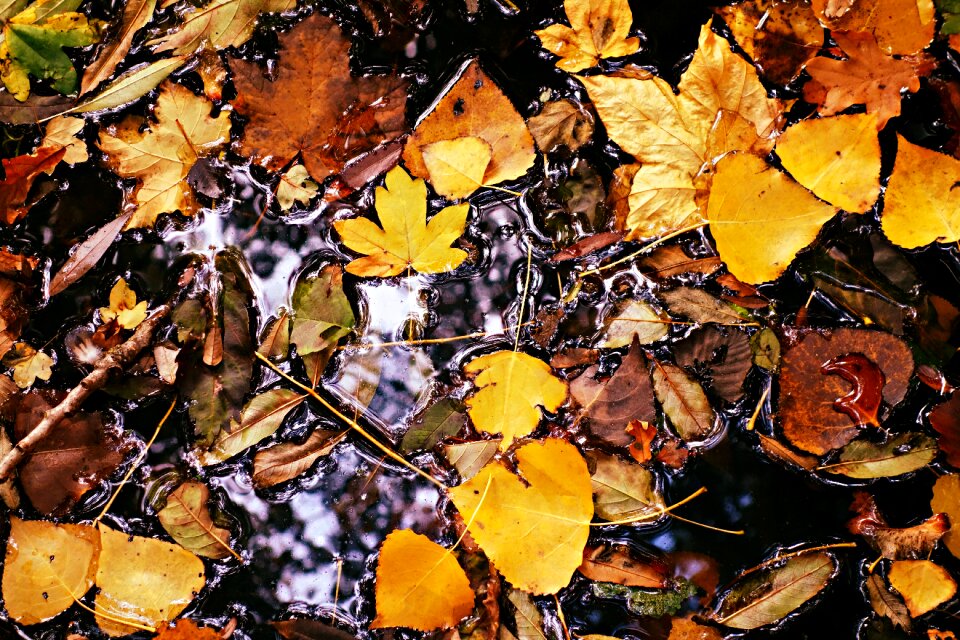 Water yellow foliage