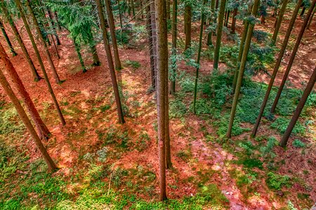 Spruce trees from above