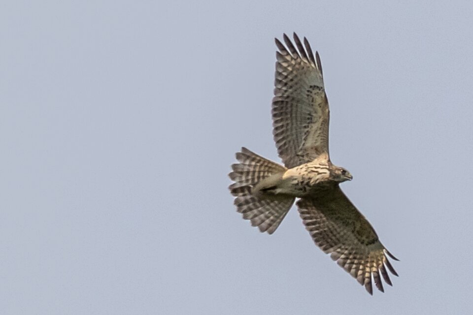 Birding bird of prey 10-07-18