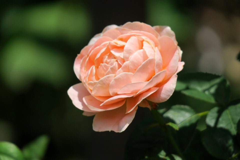 Garden leaf rose