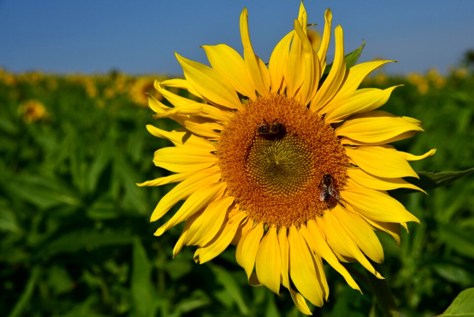 Bees yellow blossom