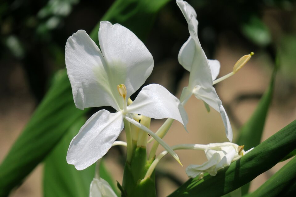 Garden leaf ginger flower