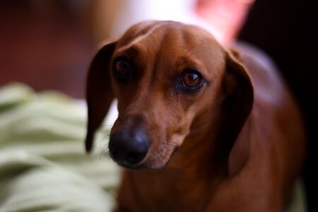 Dackel puppy daschund photo