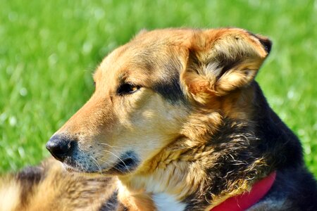 Dog head snout pet photo