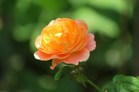 Garden leaf rose photo