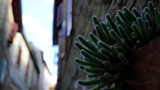 Alley doorstep plant