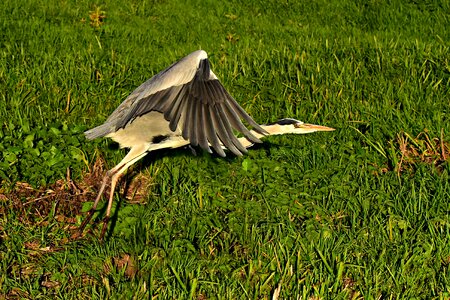 Flight wing feather photo