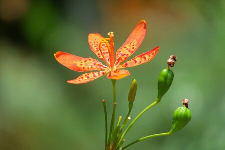 Wild flowers hua xie red