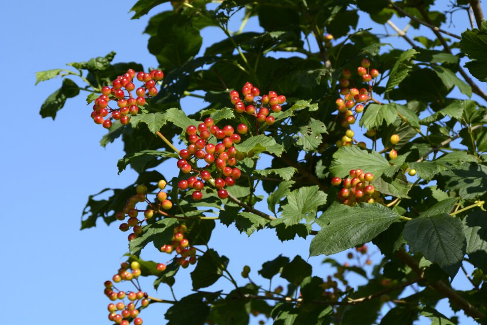 Botany nature berries