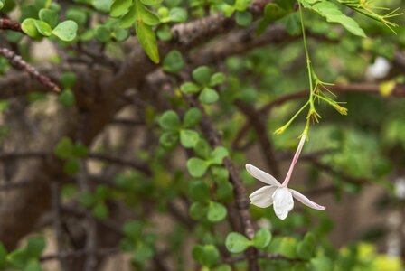 White loneliness nature